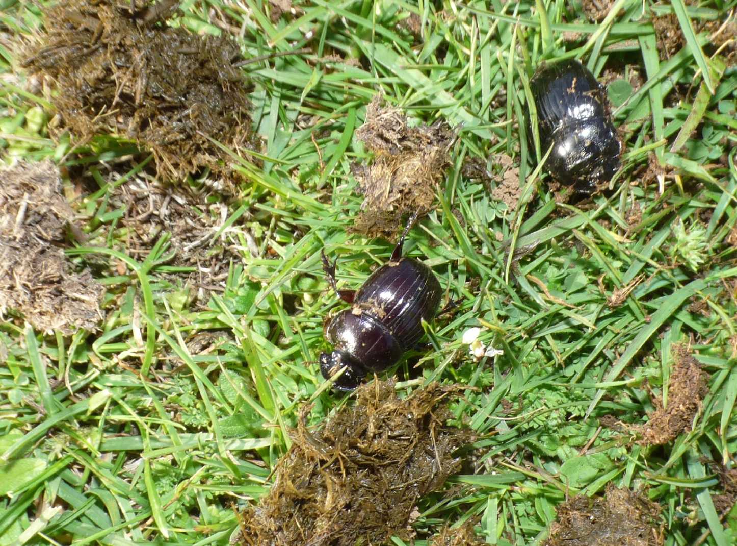 Copris lunaris